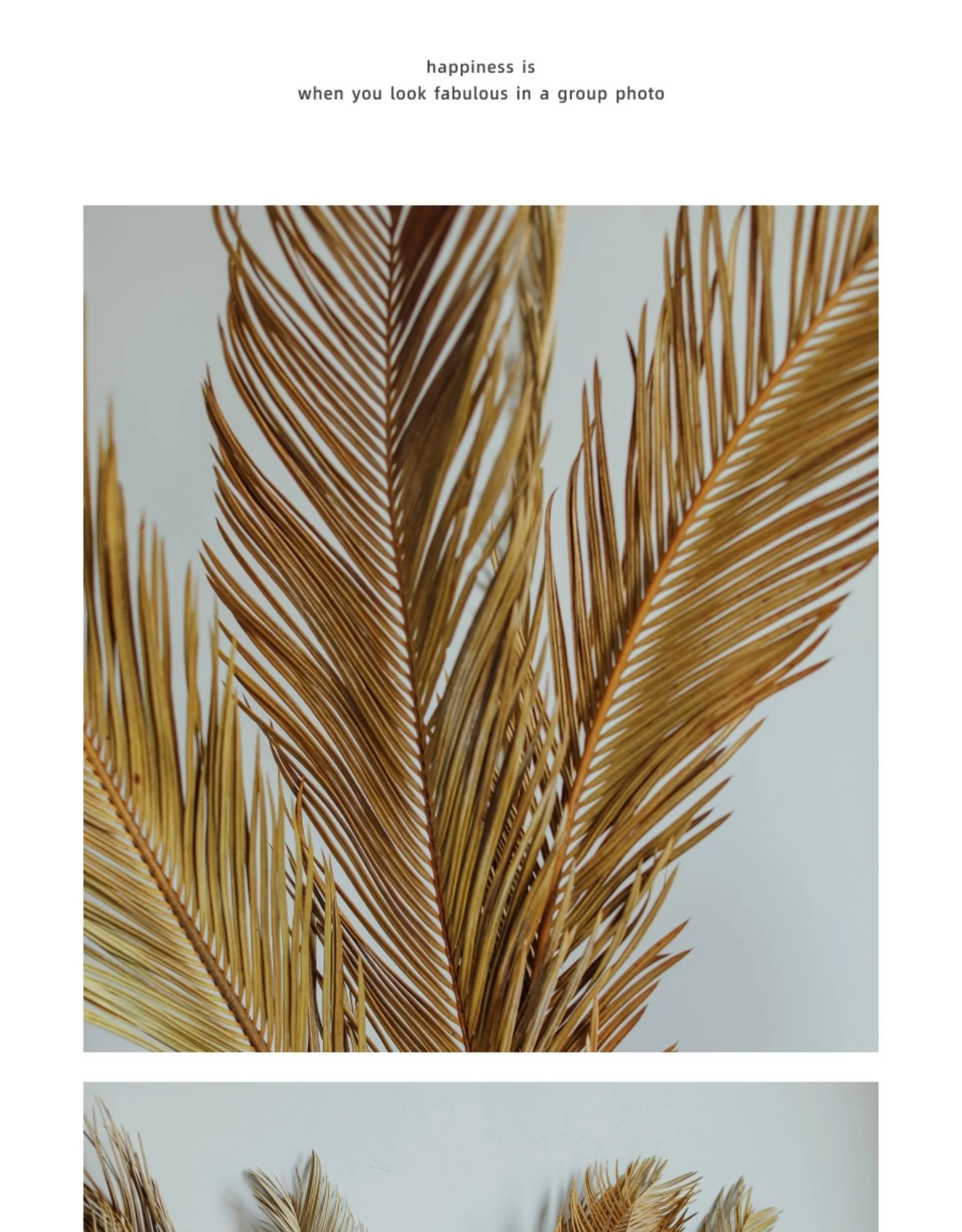 Natural Dried Fructose Dragon Blood Palm Fan Leaves – Boho Wedding & Home Décor - Image 13