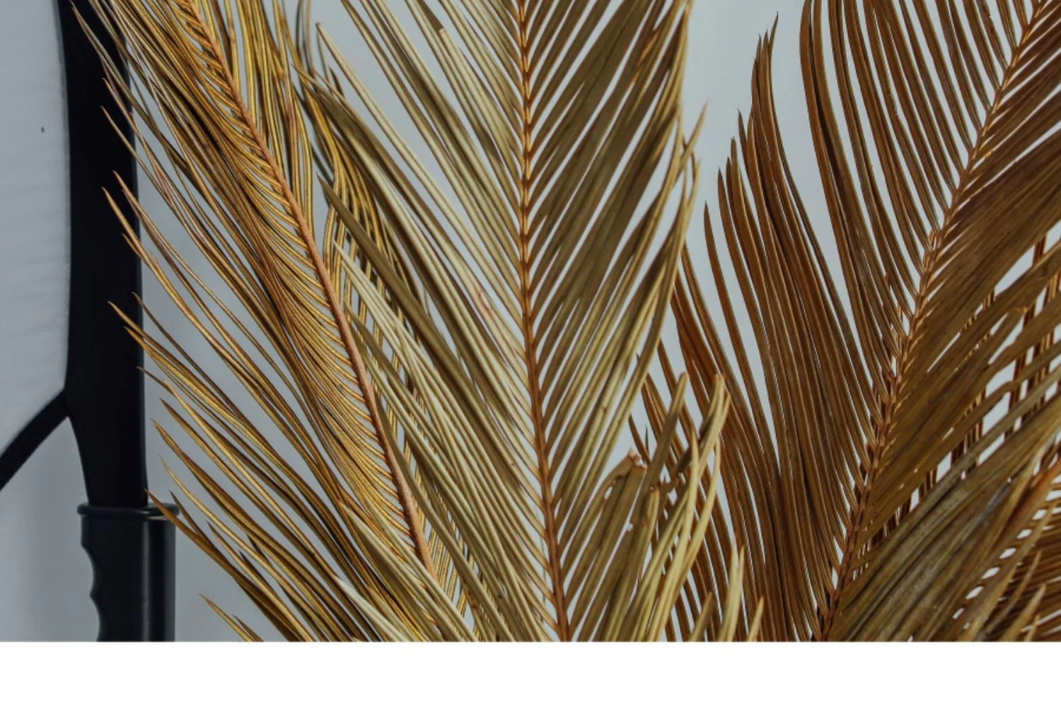 Natural Dried Fructose Dragon Blood Palm Fan Leaves – Boho Wedding & Home Décor - Image 15