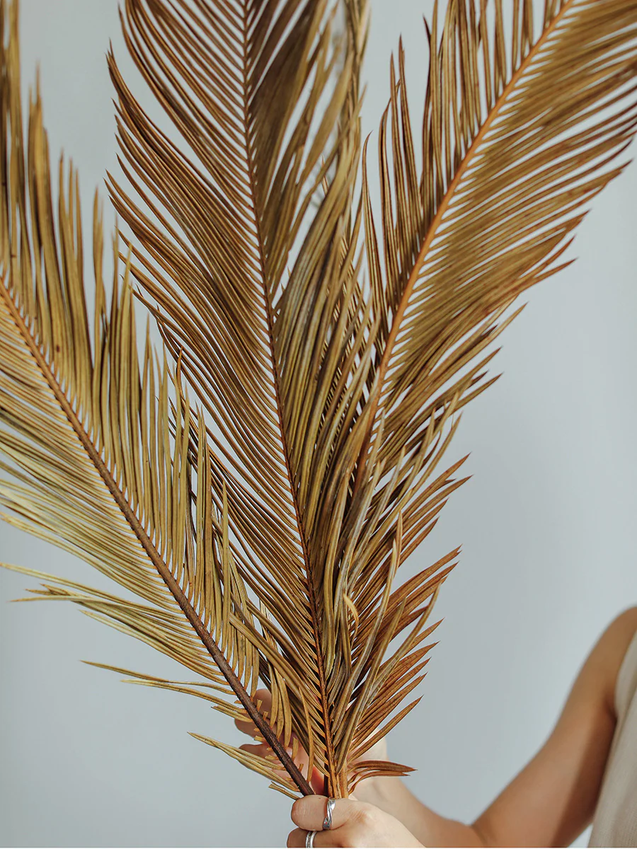 Natural Dried Fructose Dragon Blood Palm Fan Leaves – Boho Wedding & Home Décor - Image 17