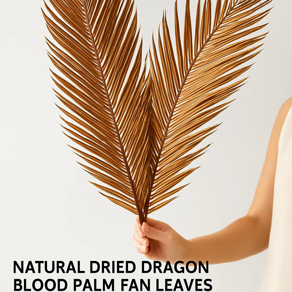 Natural Dried Fructose Dragon Blood Palm Fan Leaves – Boho Wedding & Home Décor - Image 9