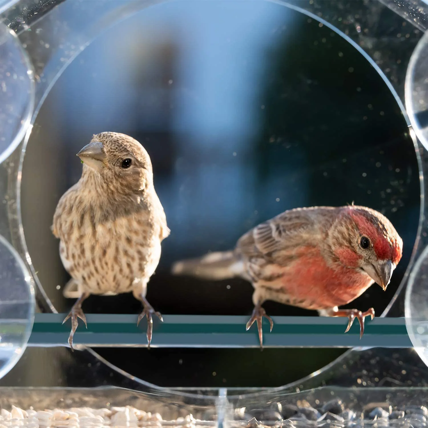 Transparent Window Bird Feeder - Eco-Friendly, Durable, Easy to Install - Image 9
