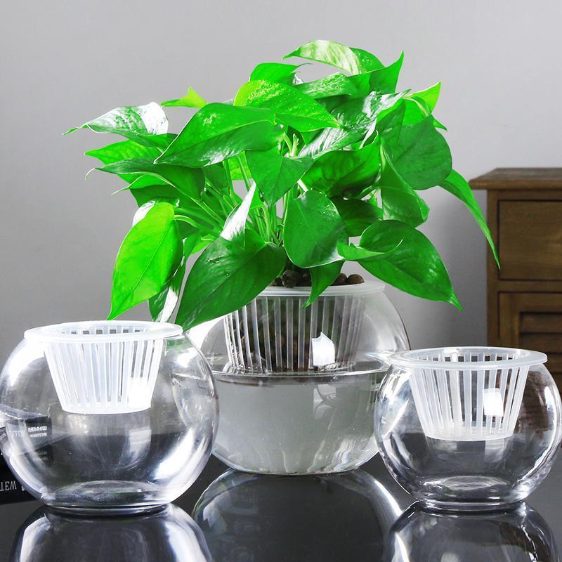 Clear Round Hydroponic Plant Vase for Indoor Gardening - Image 17