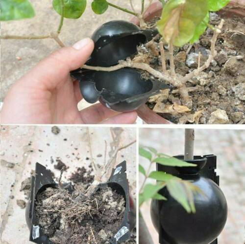 Eco-Friendly Plant Rooting Tool for Sustainable Gardening - Image 10
